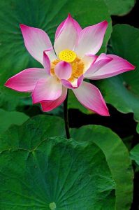 Vietnamese lotus flower – inspiration for Lotus Tattoo designs